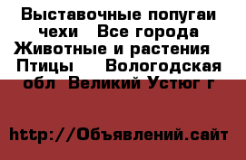 Выставочные попугаи чехи - Все города Животные и растения » Птицы   . Вологодская обл.,Великий Устюг г.